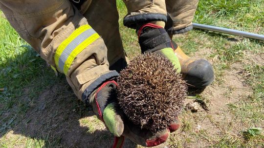 Jeż w opałach potrzebował pomocy strażaków