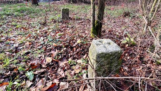 Historyczne kamienie w kędzierzyńskim lesie. Jest apel o ich zabezpieczenie. FILM Historyczne kamienie w kędzierzyńskim lesie. Jest apel o ich zabezpieczenie. FILM