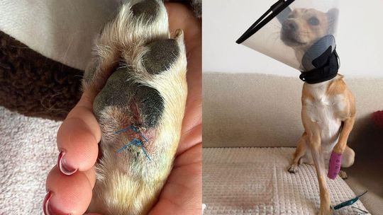 Kawałki szkła na wybiegu dla psów. Mieszkańcy zbierają podpisy pod petycją o poprawę bezpieczeństwa