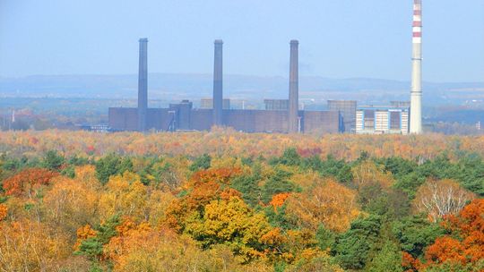 Każdy może wziąć udział w sadzeniu Lasu Pamięci Jana Pawła II