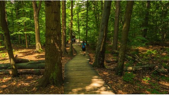 Kędzierzyn-Koźle: więcej zieleni blisko mieszkańców? Radna apeluje o utworzenie „lasów społecznych”