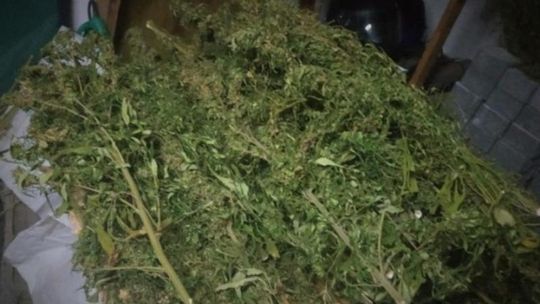 Kędzierzynianin zatrzymany z blisko 8 kg marihuany