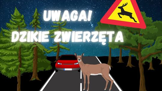 Kierowco, uważaj na dzikie zwierzęta!