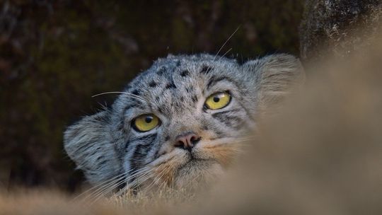 Kino Konesera w Heliosie. Seans filmu "Duch śniegów"