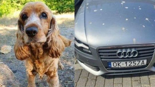 Kobieta twierdzi, że były partner ukradł jej psa i samochód