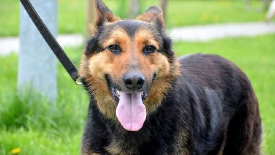 Kolejne czworonogi ze schroniska czekają na nowy dom