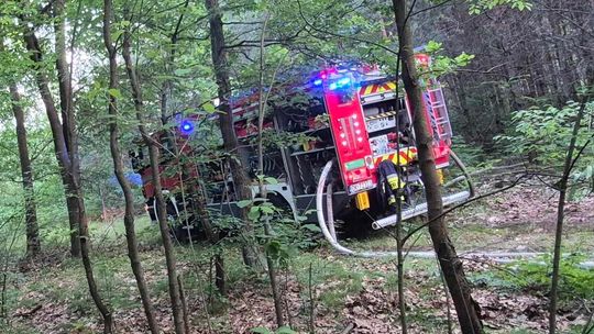 Kolejne pożary lasu w Kędzierzynie-Koźlu. Prawdopodobnie to sprawka podpalacza Kolejne pożary lasu w Kędzierzynie-Koźlu. Prawdopodobnie to sprawka podpalacza