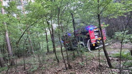 Kolejny pożar lasu w Azotach. Wszystko wskazuje na podpalenie!
