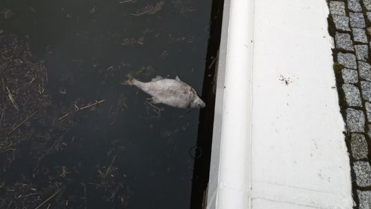 Komunikat w sprawie śniętych ryb w Kanale Gliwickim i Kędzierzyńskim