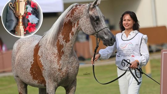 Koń Agnieszki Dąbrowskiej zajął trzecie miejsce w finale Emirates Arabian Horse Global Cup. ZDJĘCIA