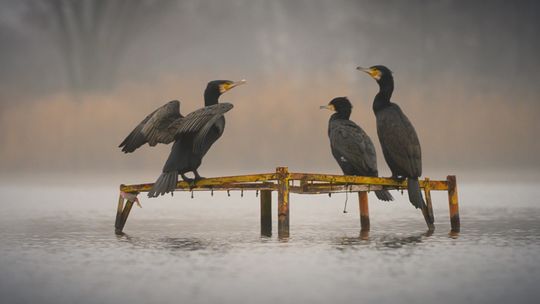 Kormorany upodobały sobie Dębową