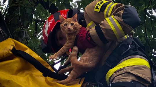 Kot nie potrafił zejść z drzewa. Na pomoc ruszyli strażacy