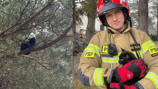 Kot nie potrafił zejść z drzewa. Strażacy ewakuowali zwierzę z wysokości 4 metrów