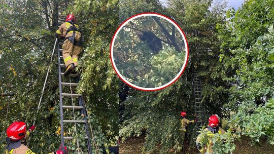 Kot od kilku dni siedział na szczycie drzewa. Na pomoc wezwano strażaków