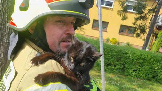 Kot przez kilka dni siedział na drzewie. Na pomoc przybyli strażacy z Gościęcina