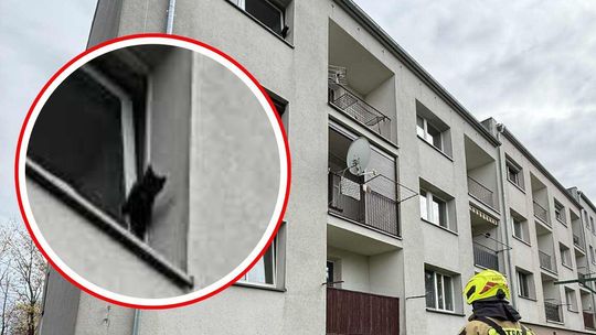 Kot utknął w uchylonym oknie na II piętrze. Z pomocą ruszyli strażacy
