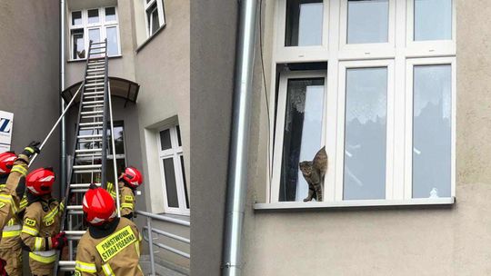 Kot utknął w uchylonym oknie. Na pomoc ruszyli strażacy Kot utknął w uchylonym oknie. Na pomoc ruszyli strażacy