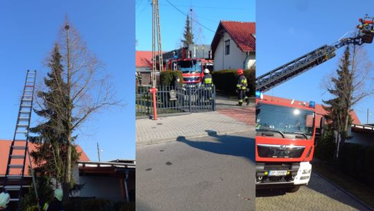 Kot wszedł na szczyt drzewa. Musieli interweniować strażacy