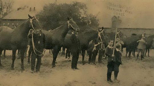 Kozielska stadnina koni na starych fotografiach. ZDJĘCIA Kozielska stadnina koni na starych fotografiach. ZDJĘCIA
