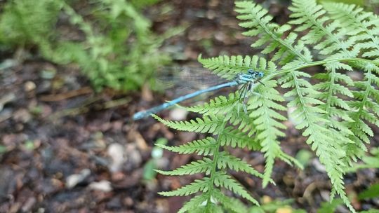 Kozielskie planty rozkwitły jak nigdy dotąd. Pora wybrać się na spacer