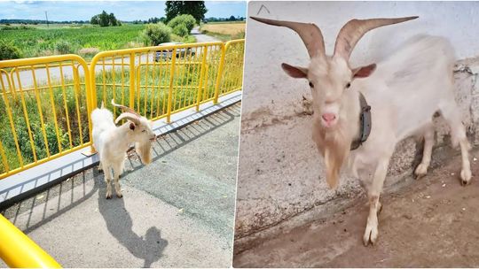 Kozioł na gigancie w gminie Reńska Wieś. Właściciel „zguby” poszukiwany