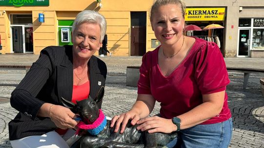 Koziołki w różowych i niebieskich szalikach przypominają o badaniach. ZDJĘCIA