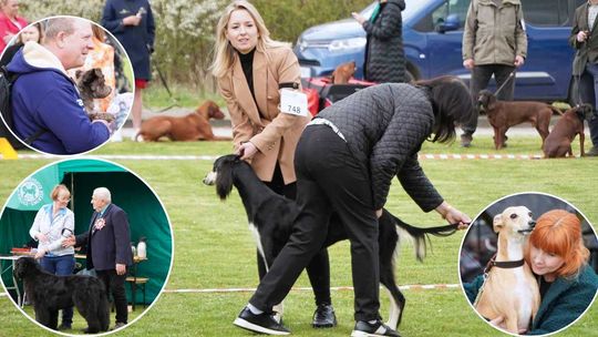 Krajowe wystawy psów rasowych w Zakrzowie. ZDJĘCIA