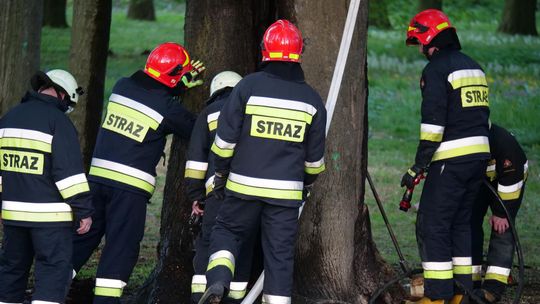 Ktoś podpalił drzewo w kozielskim parku