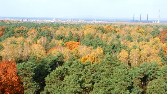 Leśnicy ograniczą wycinkę lasu w Kędzierzynie-Koźlu!