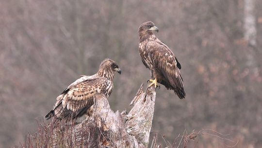 Mamy tu już orły bieliki i czarne bociany