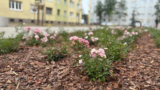 Metamorfoza podwórek dzięki Budżetowi Obywatelskiemu. ZDJĘCIA