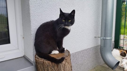 Miasto zapłaci za zabiegi sterylizacji i kastracji kotów