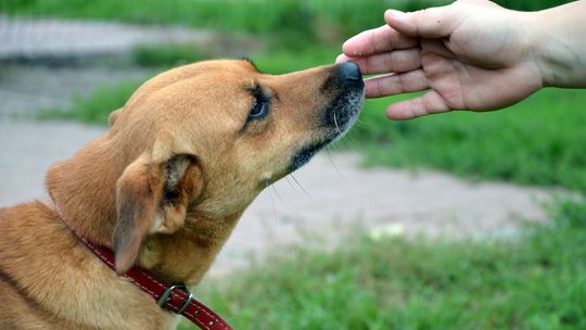 Miesiąc dobroci dla zwierząt. Zobacz wystawę pt. „Nie kupuj! Adoptuj”