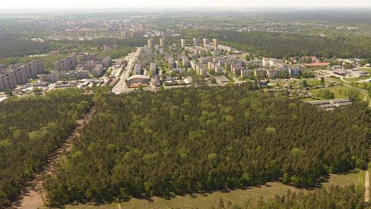 Ministerstwo o planowanych wycinkach lasu w Kędzierzynie-Koźlu