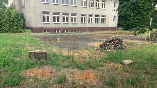 MZBK wyjaśnia dlaczego wycięło drzewa przy byłej szkole na Pogorzelcu