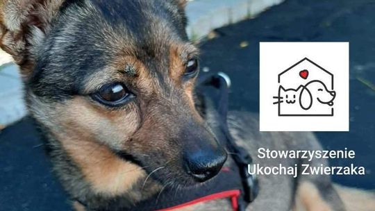 Na co dzień pomagają zwierzętom. Dziś sami proszą o symboliczne wsparcie Na co dzień pomagają zwierzętom. Dziś sami proszą o symboliczne wsparcie