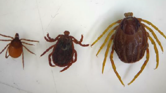 Natknąłeś się na gigantycznego kleszcza? Złap go i prześlij naukowcom!