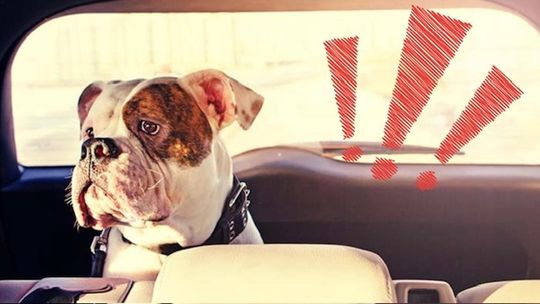 „Nie miałem z kim go zostawić”. Pies czekał w upale, właściciel relaksował się w saunie „Nie miałem z kim go zostawić”. Pies czekał w upale, właściciel relaksował się w saunie