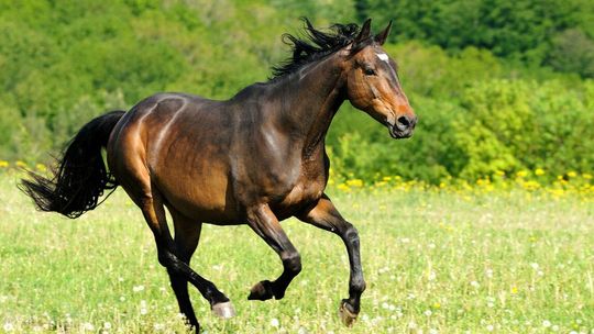 Niebezpieczny incydent na pikniku w Koźlu. Koń wbiegł w uczestników i potrącił 3-letnią dziewczynkę