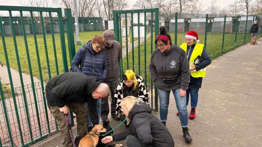 Niech bezdomne czworonogi też poczują magię świąt. ZDJĘCIA Niech bezdomne czworonogi też poczują magię świąt. ZDJĘCIA