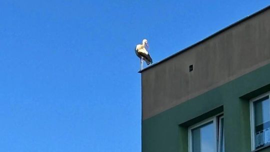 Niecodzienny widok na os. Piastów. Siedzący na bloku bocian wzbudził zainteresowanie mieszkańców
