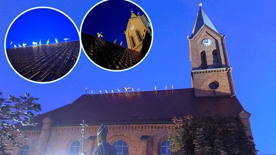 Niezwykły widok w Ostrożnicy. Bociani sejmik na dachu kościoła. ZDJĘCIA