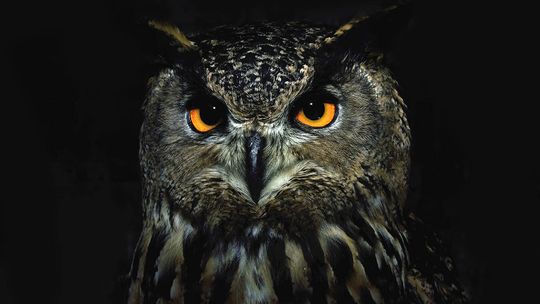 Noc Sów 2023 w Kędzierzynie-Koźlu w najbliższą niedzielę