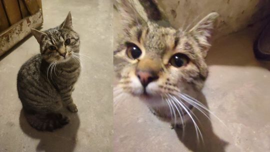 Od kilku dni błąka się po osiedlu Pogorzelec. Czyja zguba?