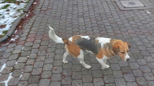 Odnotowano już cztery przypadki otrucia psów. Mieszkańcy ostrzegają: „Ktoś kręci się koło posesji”