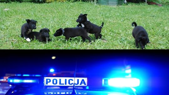 Odpowie za znęcanie się nad psami i uśmiercenie 8 szczeniąt