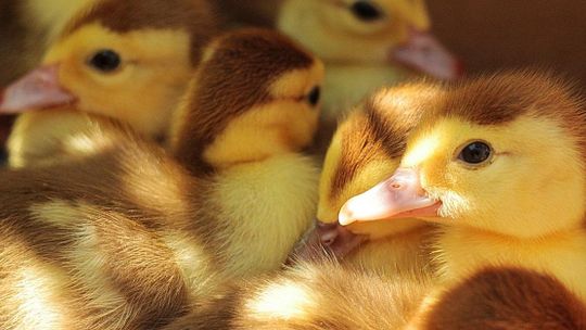 Ognisko ptasiej grypy wykryto na farmie kaczek w Kędzierzynie-Koźlu