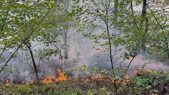 W Kłodnicy spłonęło około 16 arów lasu. W akcji śmigłowiec i samolot gaśniczy. ZDJĘCIA