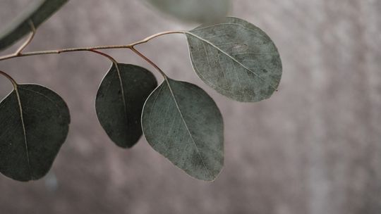 Olejek eukaliptusowy – naturalne lekarstwo dla zdrowia i urody