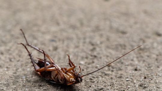 Owady domowe, których nie chciałbyś mieć u siebie w mieszkaniu. Sprawdź, jak skutecznie się ich pozbyć